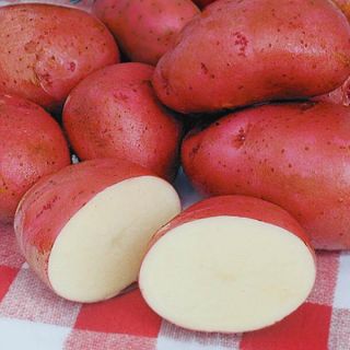 Norland Potatoes Thumbnail